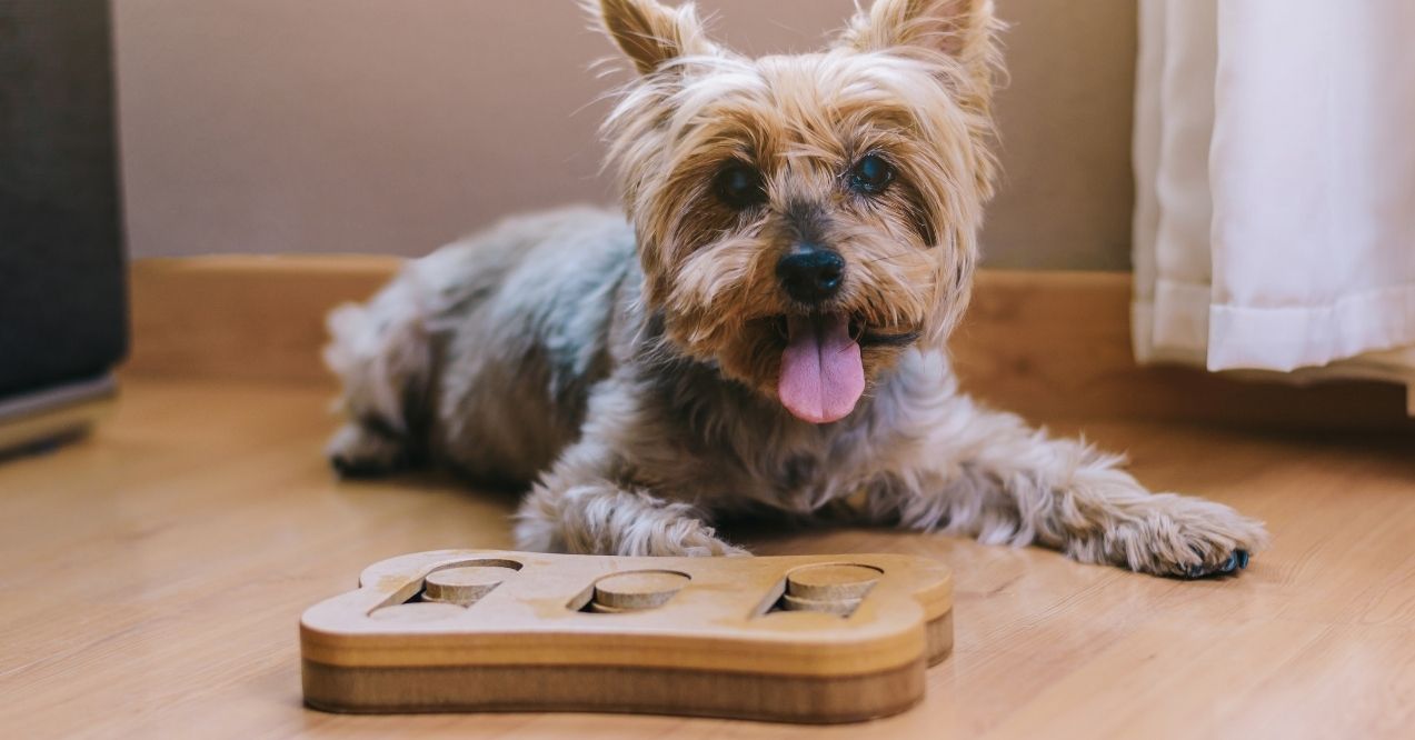 Yorkshire Terrier lying on the floor with a wooden dog puzzle toy
