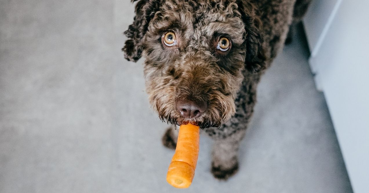 Brown curly-haired dog holding a carrot in its mouth
