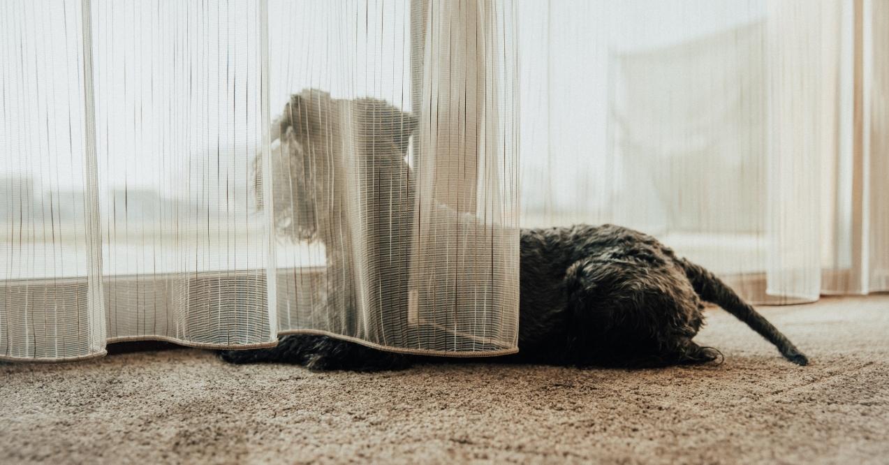 Dog lying on carpet behind a sheer curtain looking outside