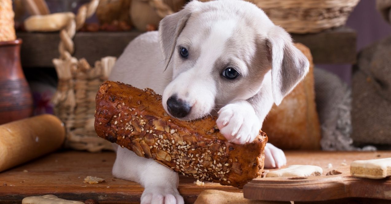 Cute puppy chewing on a loaf of bread surrounded by baked goods