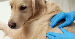 Golden Retriever being examined for skin issues by a vet