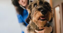 Veterinarian examining a senior dog during a checkup