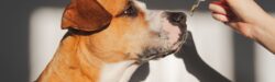 Person administering oil drops to a dog for dry skin treatment