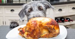 Dog staring at a roasted chicken on a kitchen counter