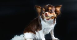 Small dog holding a chicken bone in its mouth against a dark background