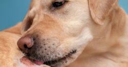 Labrador retriever licking its irritated skin