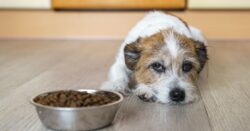 Sad dog lying next to a bowl of kibble on the floor